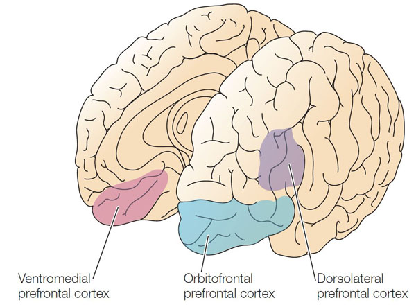 Sketch of the brain