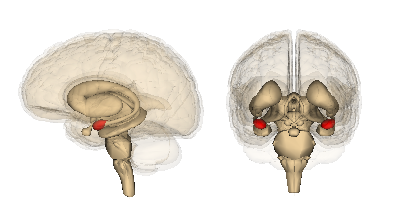 image of the amygdala in the brain