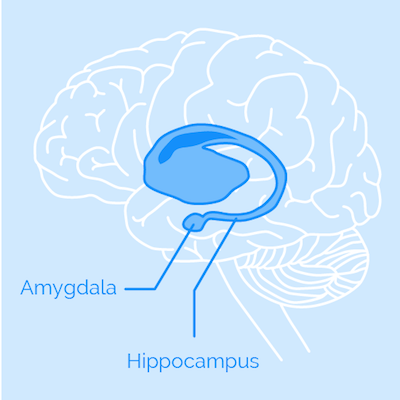 Sketch of the brain