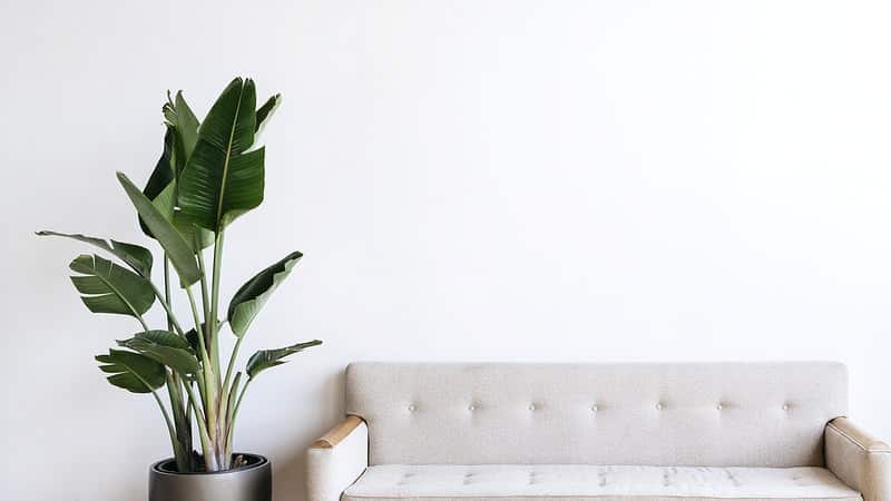 Zoom background of beige sofa and tall plant